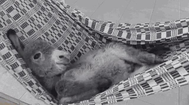 Relaxing Donkey in Hammock