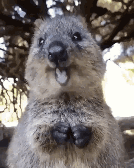 Adorable Quokka Smiling