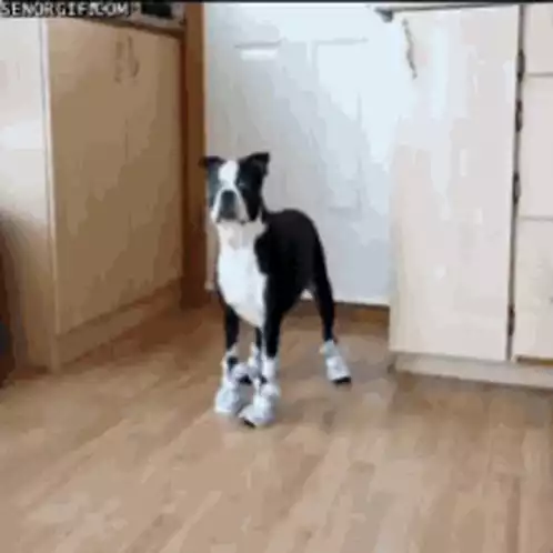 Dog Wearing Shoes