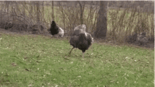 GIF