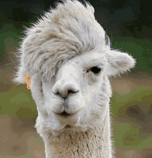 GIF הועלה על ידי Gspp