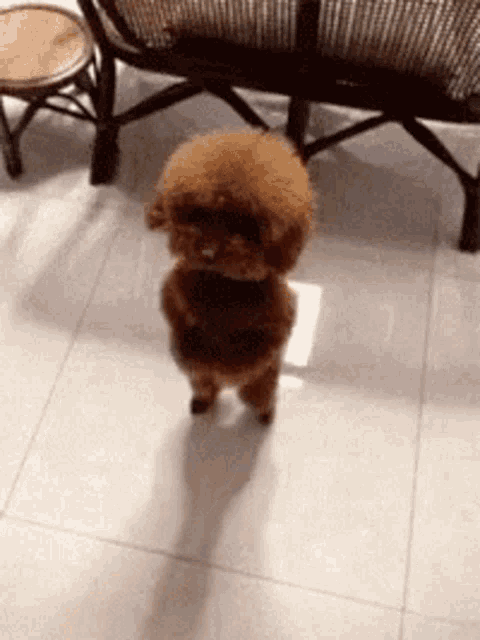 Adorable Fluffy Dog Standing on Hind Legs