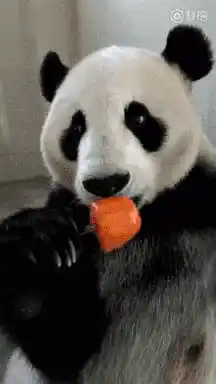 Panda Eating a Carrot