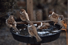 GIF nahrál Funnygirl