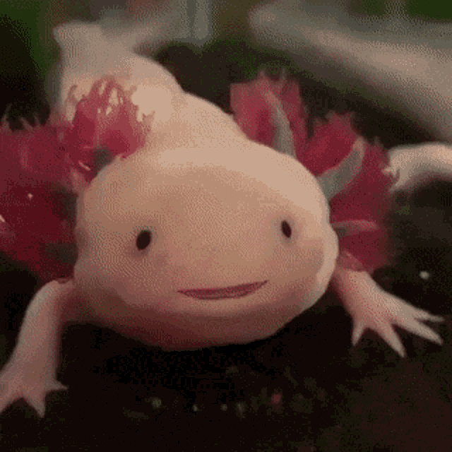 Smiling Axolotl Opens Mouth Wide
