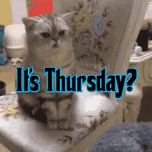 Grumpy Cat: It's Thursday?