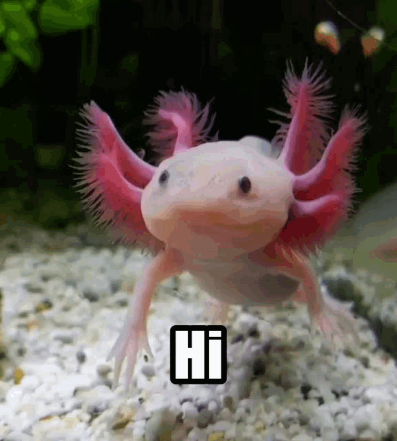Axolotl Says Hi