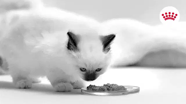 猫 cats 	www.royalcanin.com