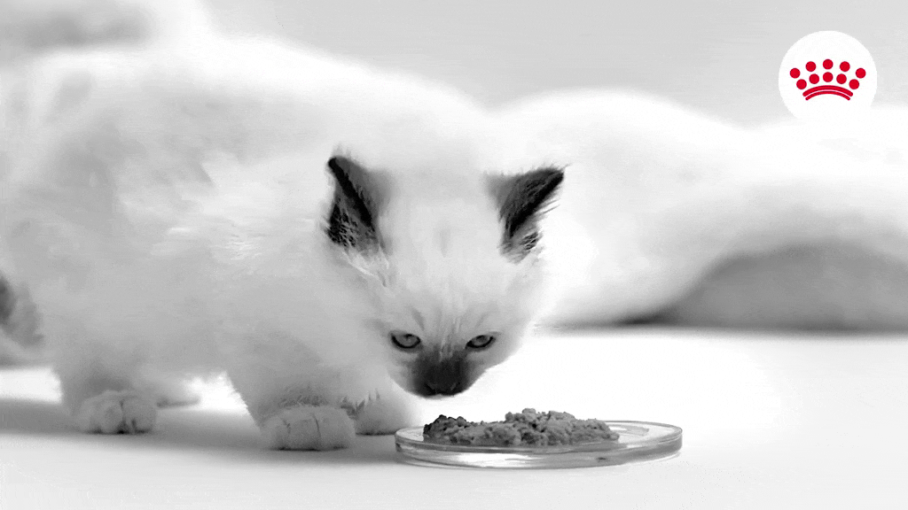 猫 cats 	www.royalcanin.com