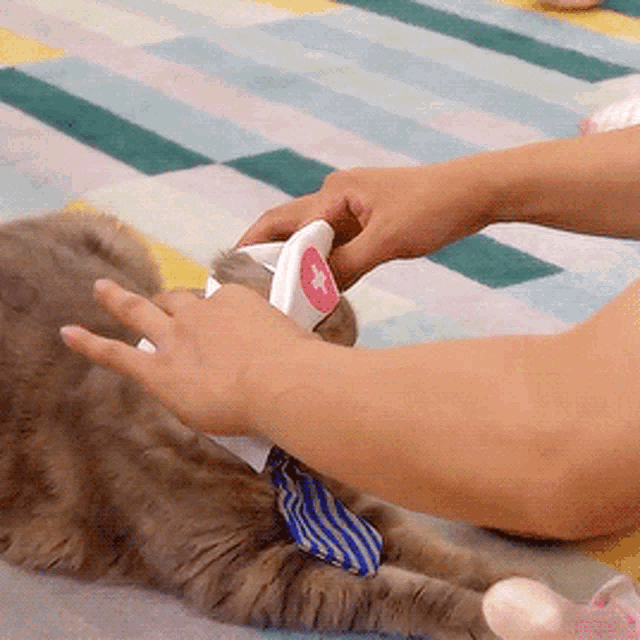 Cute Cat Nurse Costume