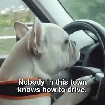 French Bulldog's Road Rage Driving