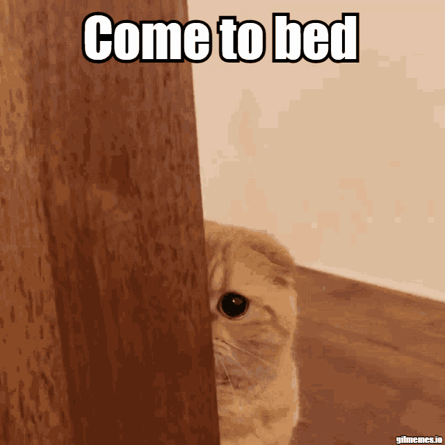 Pleading Cat: Come To Bed