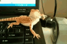 GIF uploaded by Tommy