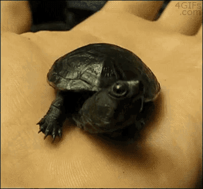 Tiny Turtle Yawns in Hand
