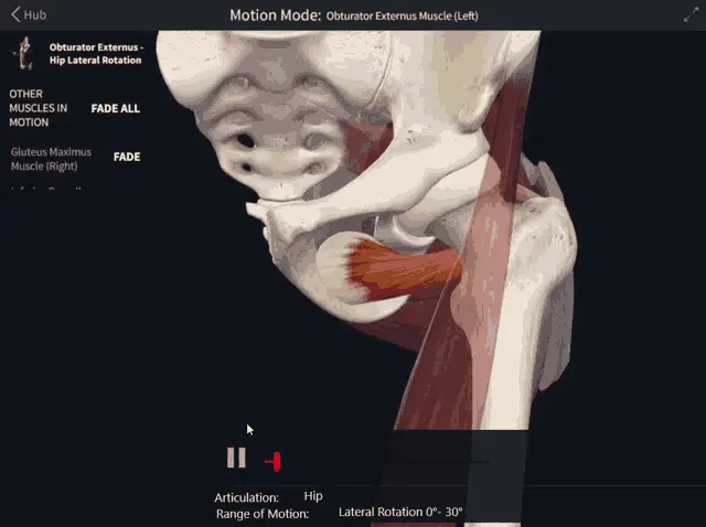 Obturator Externus Muscle: Hip Lateral Rotation