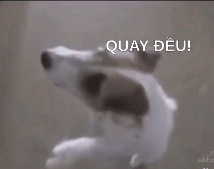 Chó Choáng Váng Quay Đều!