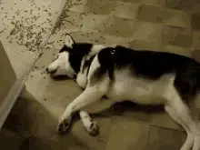 Lazy Husky Dog with Spilled Food