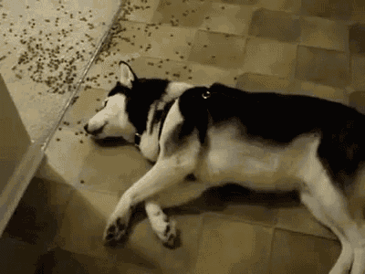 Lazy Husky Dog with Spilled Food