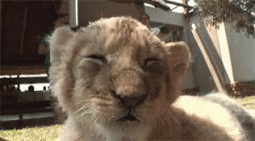 Sleepy Baby Lion Cub Yawning
