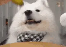 Dog Answering Banana Phone