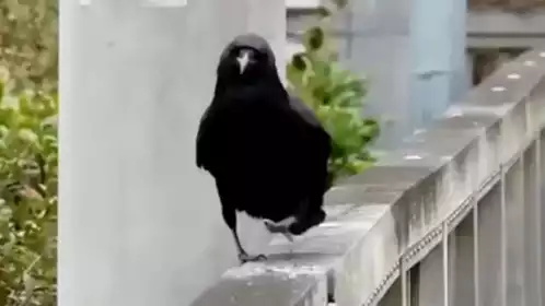 烏鴉 Crow