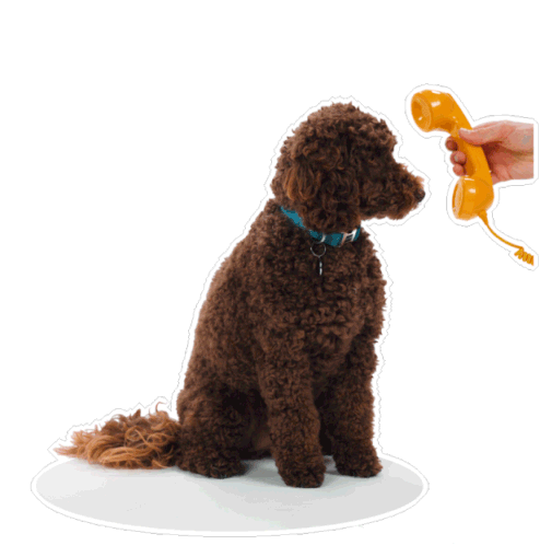 Dog Too Busy Call Later