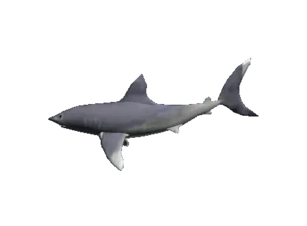 Ratzombien White Shark Swimming Sticker