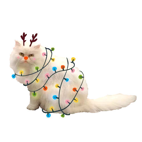 Gabi Toma Gabitoma Christmas Cat with Lights