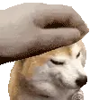 Petthedark Dark4team Cute Shiba Inu Petting