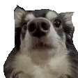 Eredin Dog Close-up Sticker