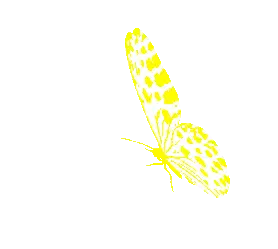 Borboletas Butterfly Flapping Wings Sticker