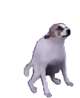 Feliz Dia Dos Pais: Cachorro Uivando