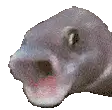 Pogfish Sticker Open Mouth Fish