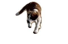Abby Walking Sticker: Cute Puppy Sniffing