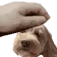 Luna Hanron Petting Dog Sticker