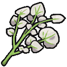 Herba Scarlet Violet Plant Sticker