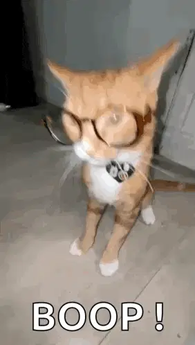 Nerd Alert Cat – free GIF download | memes GIF | meme platform