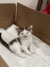 GIF May tarapyndan ýüklenen