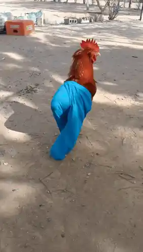Chicken Run
