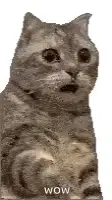 Shocked Shocked Cat – free GIF download | memes GIF | meme platform