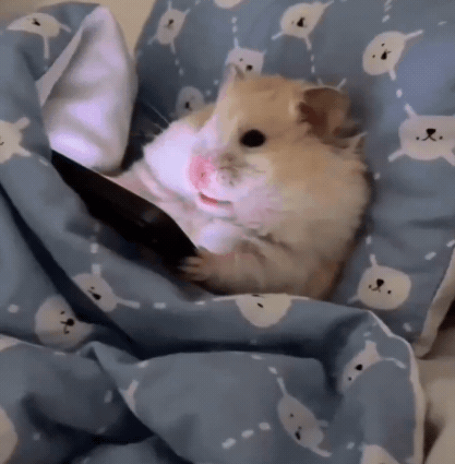 Hamster Sleep – free GIF download | meme platform | memes GIF