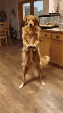 Dog Dancing