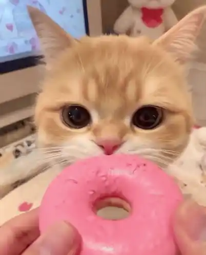 Cat Cat Meme