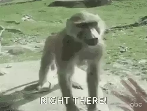Monkey Butt