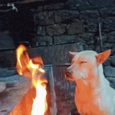 GIF