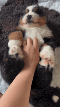 Puppy Pet Puppy Scratch