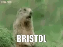 Bristol Bristol