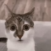 GIF gi-upload ni Kai
