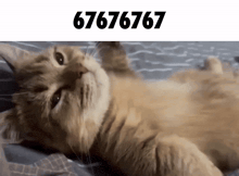 GIF
