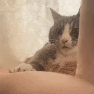 Bite Cat